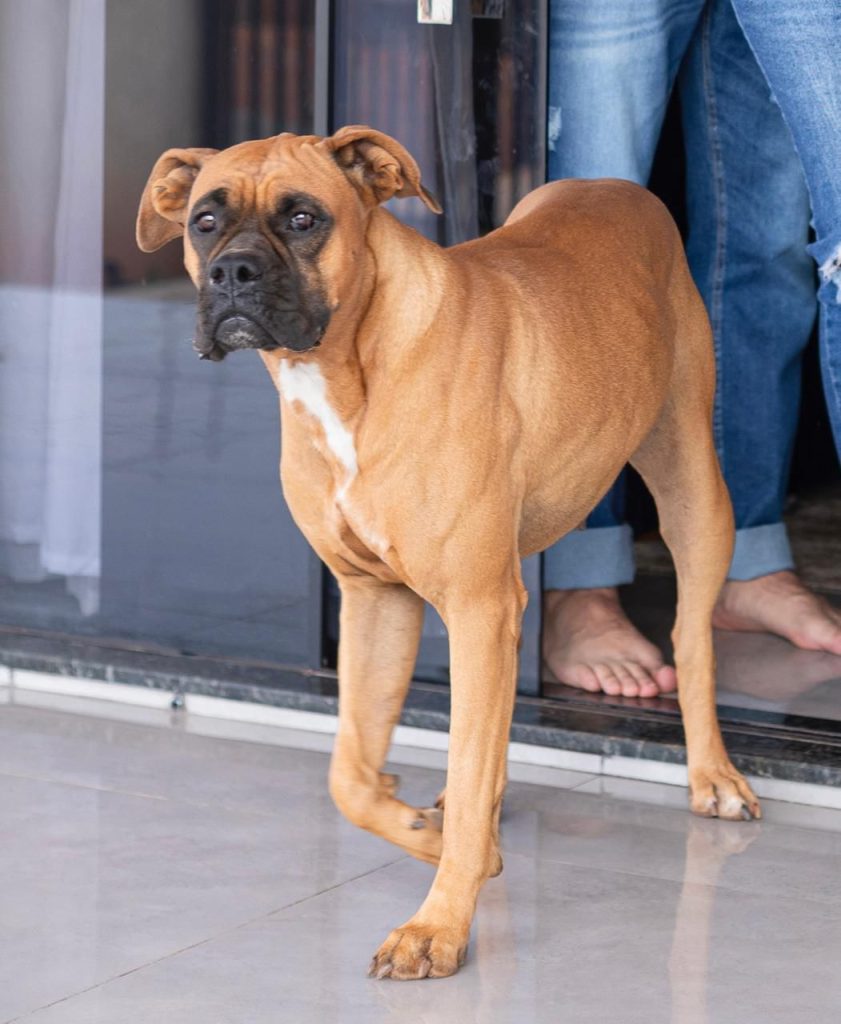 VOCÊ VIU A CACAU E A AMORA?
