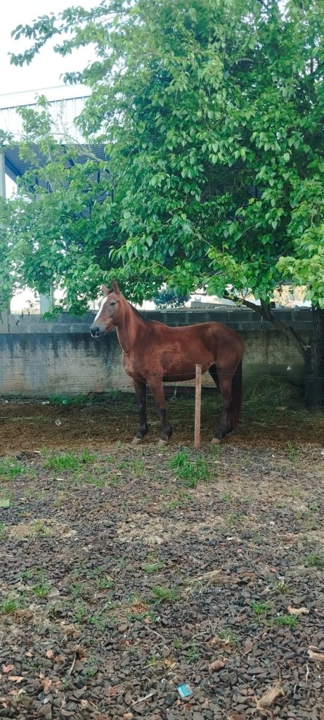 Cavalos